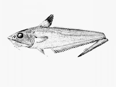 Javelin (Coelorinchus australis)