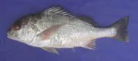 Javelin grunter (Pomadasys kaakan)