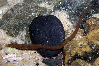 Javelin pipefish (Lissocampus runa)