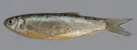 Jaya (Aspidoparia jaya)