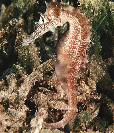 Jayakar's seahorse (Hippocampus jayakari)