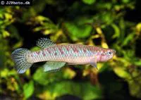 Jeanpol's killi (Nimbapanchax jeanpoli)