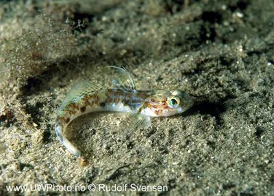 Jeffrey's goby (Buenia jeffreysii)