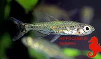 Jellybean tetra (Lepidarchus adonis)