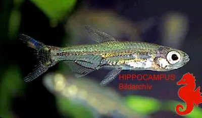 Jellybean tetra (Lepidarchus adonis)