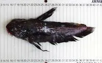 Jellynose (Guentherus altivela)