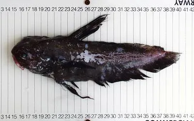 Jellynose (Guentherus altivela)