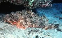 Jenkin's scorpionfish (Scorpaenopsis cacopsis)
