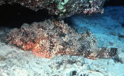 Jenkin's scorpionfish (Scorpaenopsis cacopsis)