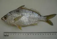 Jenny mojarra (Eucinostomus gula)
