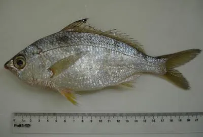Jenny mojarra (Eucinostomus gula)