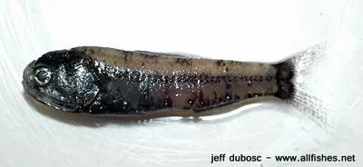 Jensen's lanternfish (Diaphus jenseni)