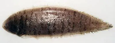 Jenyn's tonguefish (Symphurus jenynsi)
