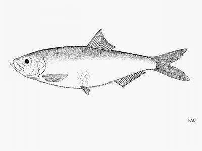 Jenyns's sprat (Ramnogaster arcuata)