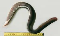 Jespersen's hagfish (Myxine jespersenae)