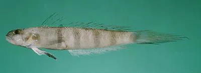 Jester goby (Oxyurichthys paulae)