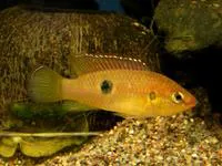 Jewel fish (Hemichromis letourneuxi)