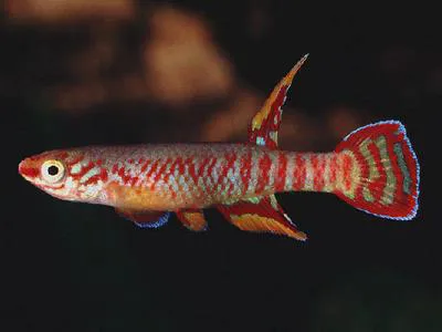 Jewel killi (Aphyosemion exiguum)