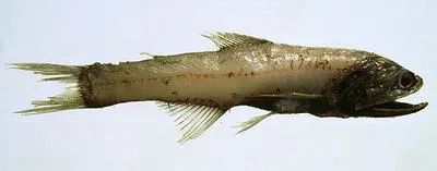 Jewel lanternfish (Lampanyctus crocodilus)