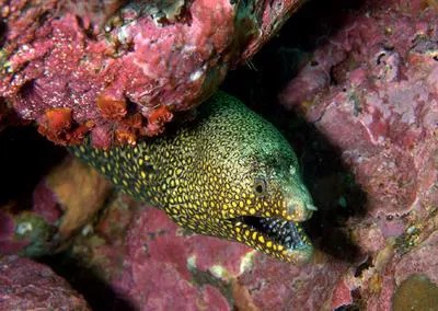 Jewel moray (Muraena lentiginosa)