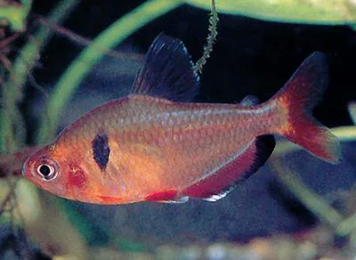 Jewel tetra (Hyphessobrycon eques)