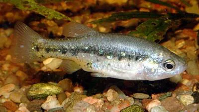 Jeweled splitfin (Xenotoca variata)