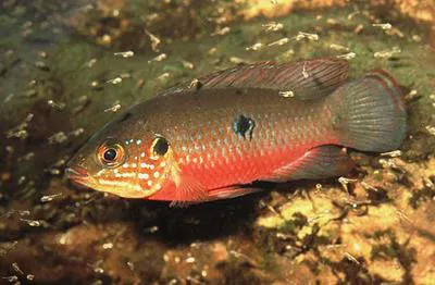 Jewelfish (Hemichromis bimaculatus)