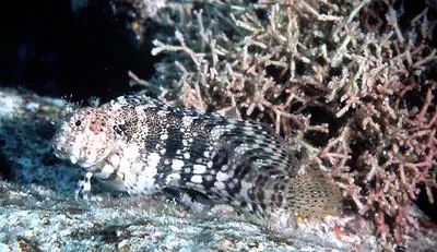 Jewelled blenny (Salarias fasciatus)