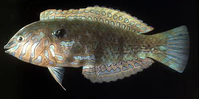 Jewelled wrasse (Halichoeres lapillus)