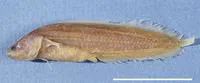 Jewett's coralbrotula (Ogilbia jewettae)