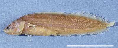 Jewett's coralbrotula (Ogilbia jewettae)