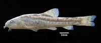 Jianchuan stone loach (Triplophysa jianchuanensis)
