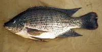 Jipe tilapia (Oreochromis jipe)