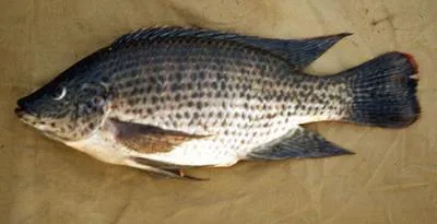 Jipe tilapia (Oreochromis jipe)