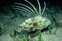 John dory (Zeus faber)