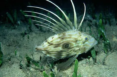 John dory (Zeus faber)