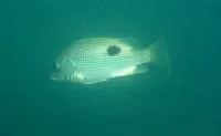 John's snapper (Lutjanus johnii)