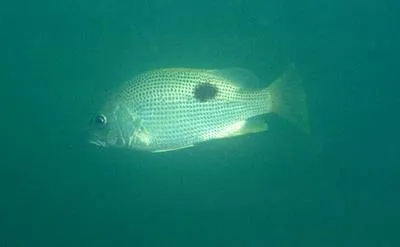 John's snapper (Lutjanus johnii)