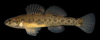 Johnny darter (Etheostoma nigrum)