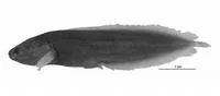 Johnson's coralbrotula (Diancistrus jeffjohnsoni)