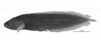 Johnson's coralbrotula (Diancistrus jeffjohnsoni)