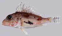 Johnson's gurnard perch (Neosebastes johnsoni)