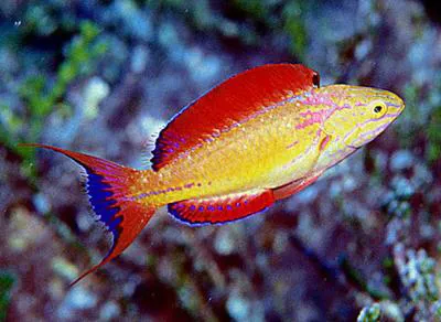 Johnson's wrasse (Cirrhilabrus johnsoni)