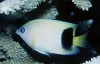 Johnston Island damsel (Plectroglyphidodon johnstonianus)