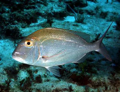 Jolthead porgy (Calamus bajonado)