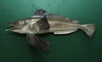 Jonah's icefish (Neopagetopsis ionah)