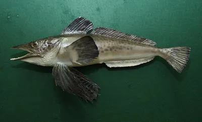 Jonah's icefish (Neopagetopsis ionah)