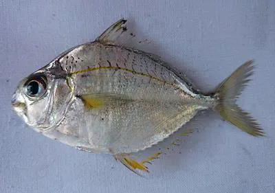 Jones? pony fish (Eubleekeria jonesi)