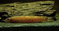 Jonklaas' s loach (Lepidocephalichthys jonklaasi)