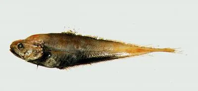 Jordan's cod (Gadella jordani)